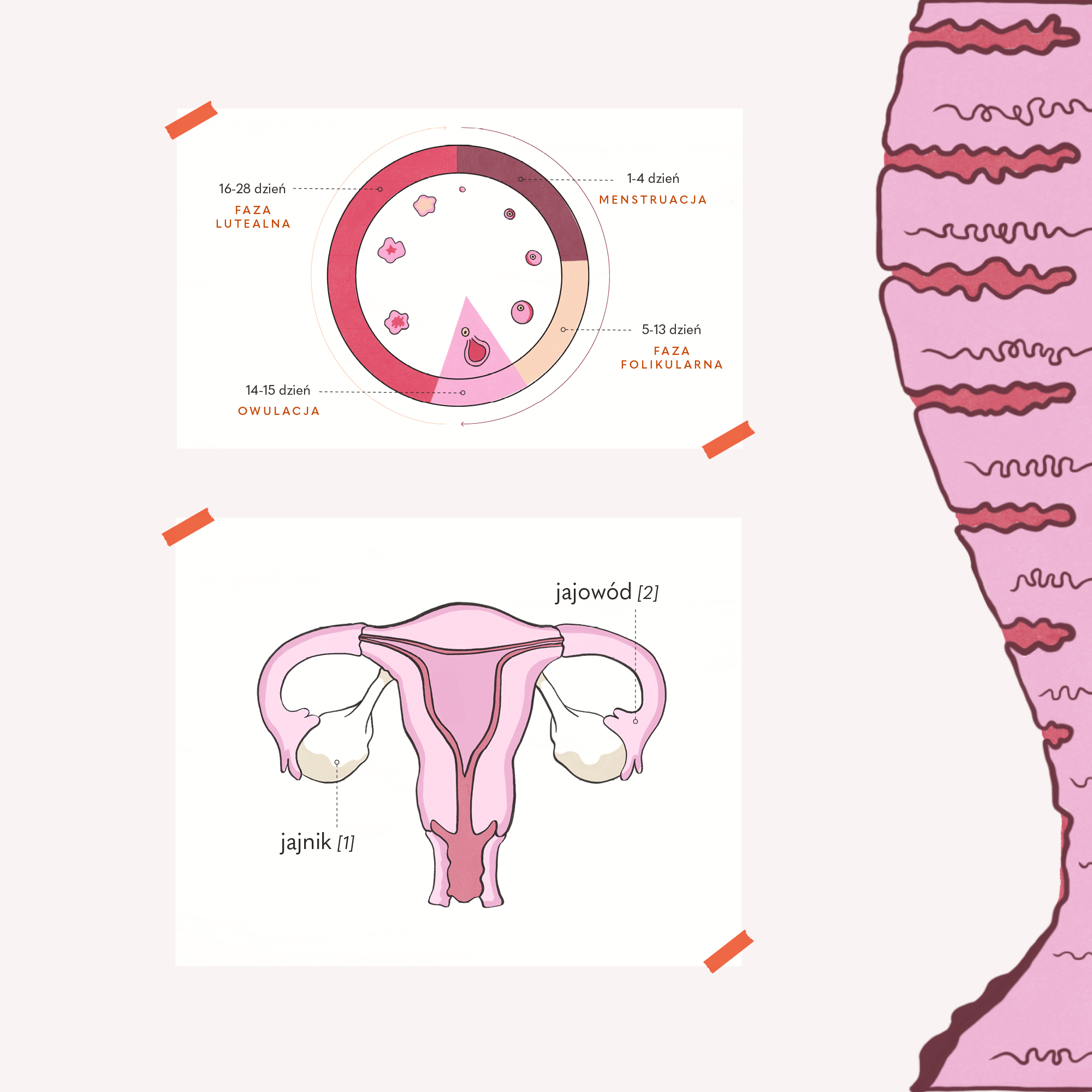 your-kaya-higiena-e-book-witaj-w-klubie-menstruation image 3